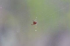 Gasteracantha falcicornis