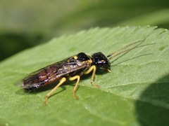 Pamphilius hortorum