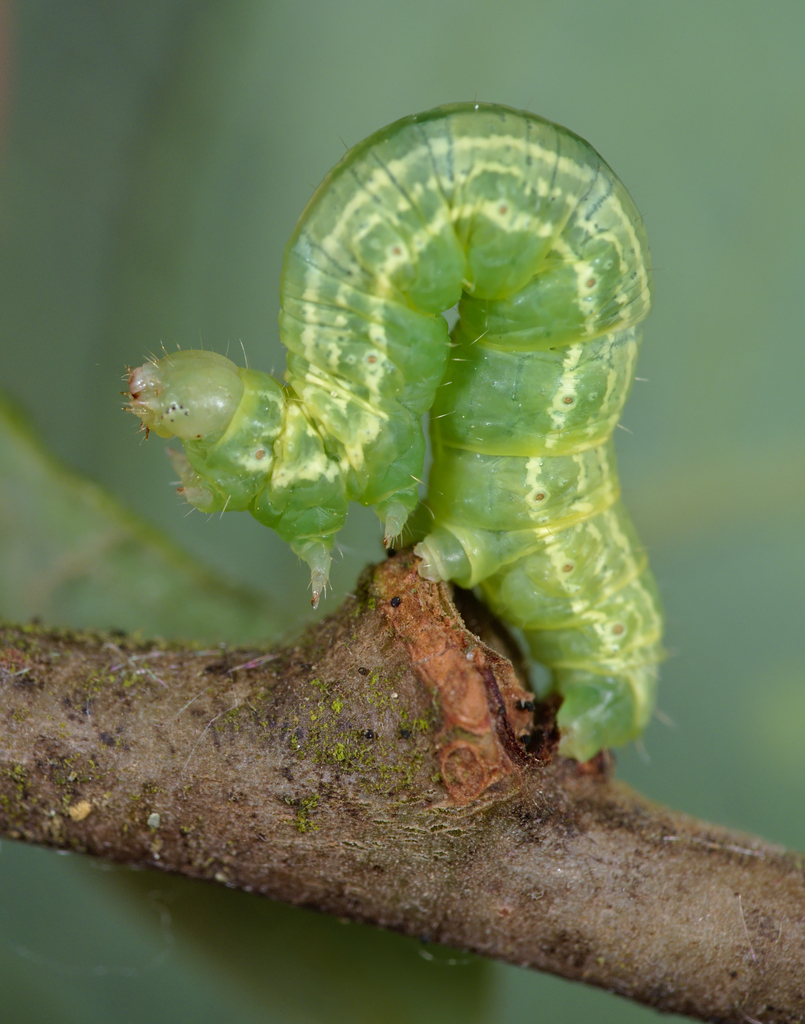 Winter moth (Operophtera brumata)