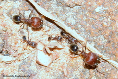 Trichomyrmex