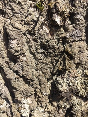 Rinodina ascociscana