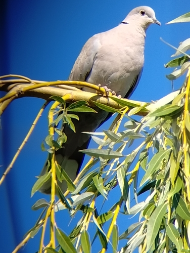 Eurasian Collared-Dove