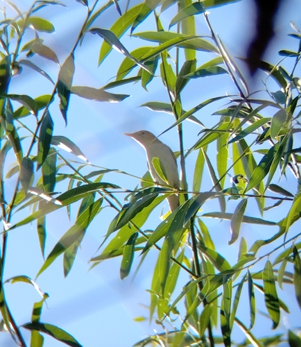 Icterine Warbler