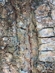 Bacidia rubella