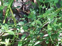 Moehringia trinervia