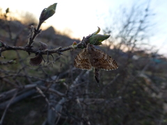 Trichopteryx polycommata