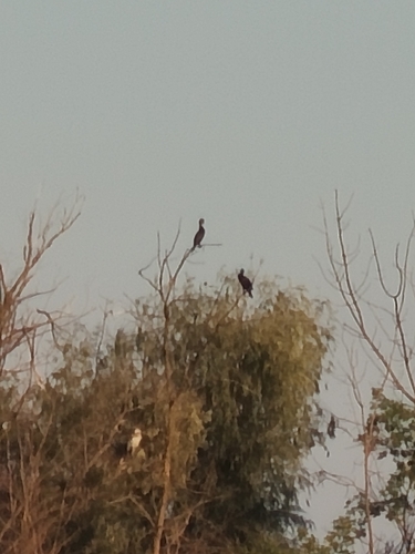 Great Cormorant