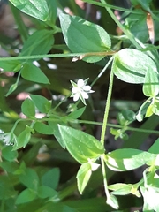 Moehringia trinervia
