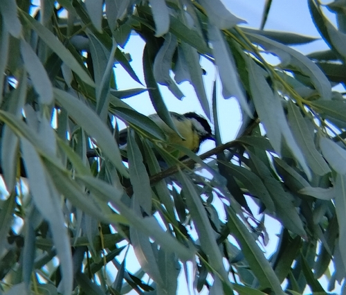 Great Tit