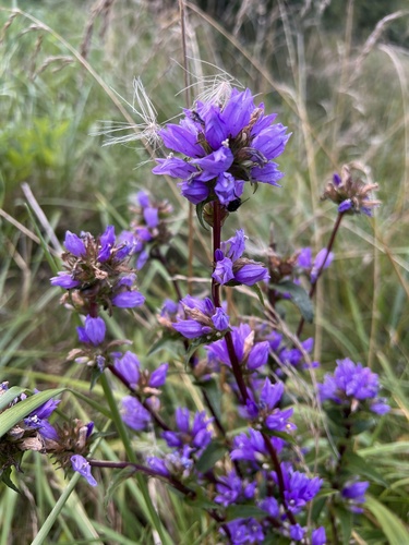clustered bellflower