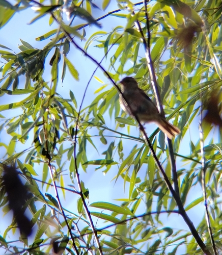 House Sparrow