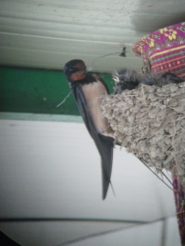 Barn Swallow
