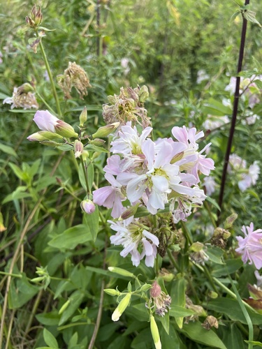 common soapwort