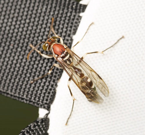 Parapolybia nodosa