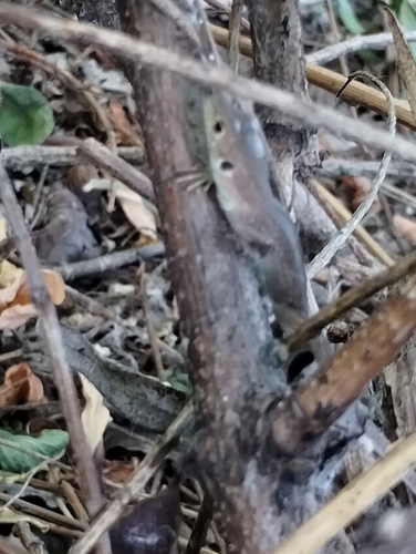 Green Lizard