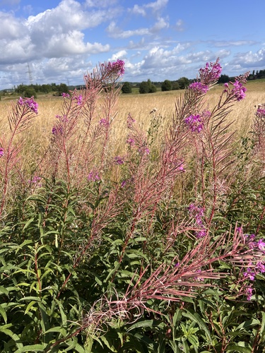 fireweed