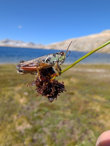 iNaturalist observation photo of Migratory Grasshopper