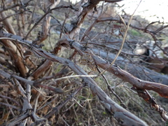 Trichopteryx polycommata