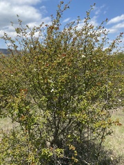 Crataegus margarettae