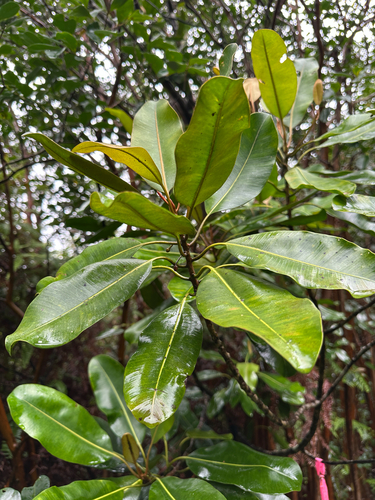 Planchonella sandwicensis observed 2026-08-09