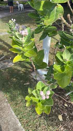 Calotropis gigantea observed 2026-08-09