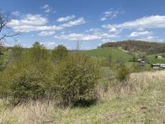 Crataegus margarettae