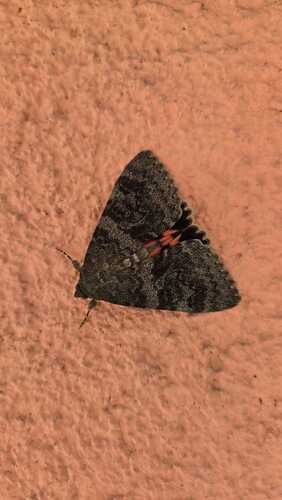 French Red Underwing