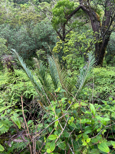 Blechnopsis orientalis observed 2026-08-09