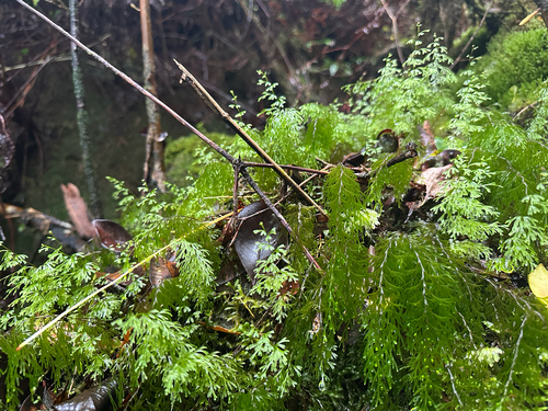 Hymenophyllum recurvum observed 2026-08-09