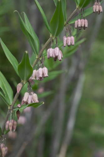 Polygonatum prattii, photograph 5