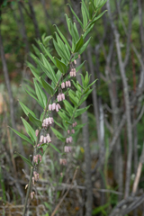 Polygonatum prattii, photograph (c) Morten Ross, some rights reserved (CC BY)