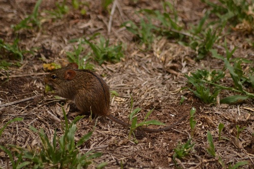 Single-Striped Lemniscomys