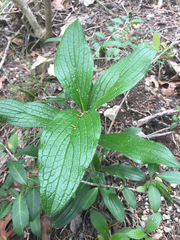 Lithospermum helleri