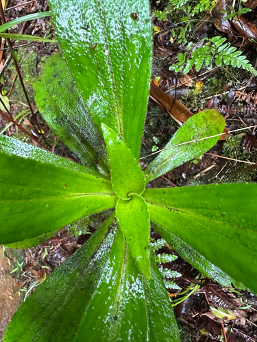 Dubautia laxa observed 2026-08-09