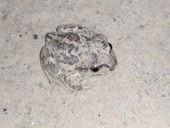 Pelobates vespertinus