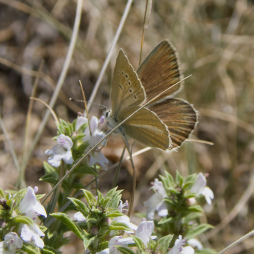 Gallo's Anomalous Blue