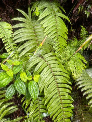 Hoiokula sandwicensis observed 2026-08-09