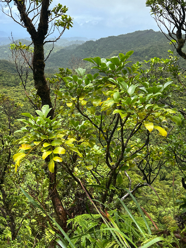 Polyscias oahuensis, 2026-08-09