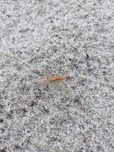 Paddy Bug