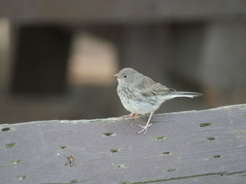 Dark-eyed Junco
