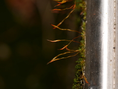 Tortula muralis