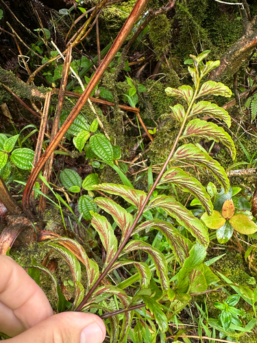 Asplenium contiguum, 2026-08-09
