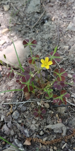 Image of Small's Woodsorrel (Oxalis colorea) by (c) Briggs Armstrong, some rights reserved (CC BY)