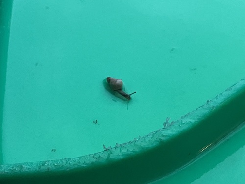 Small Pointed Snail