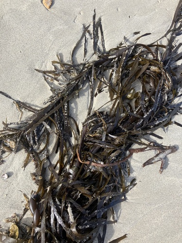 Crayweed