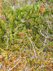 Cassiopoideae