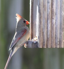 Cardinalis cardinalis