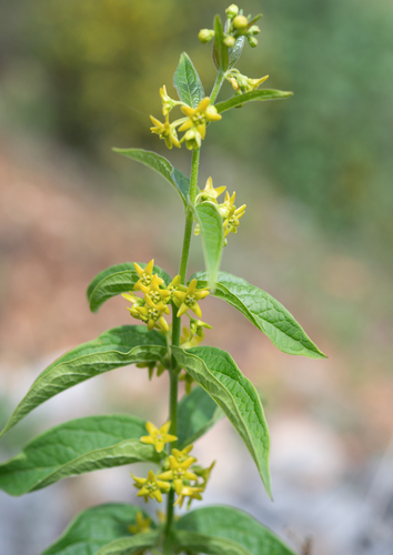 Vincetoxicum forrestii, photograph 2