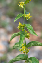 Vincetoxicum forrestii, photograph Morten Ross, CC BY, iNaturalist via GBIF