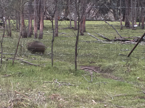 Bare-nosed Wombat